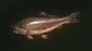 シロー鯉の魚影（サードアイ使用）